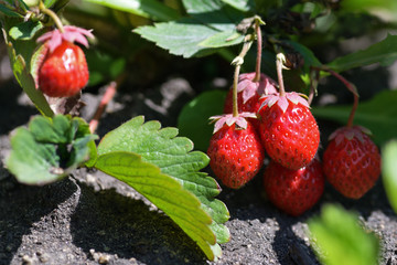 Ripe Victoria berries, strawberries close-up in the garden. Horizontal photography