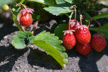 Ripe Victoria berries, strawberries close-up in the garden. Horizontal photography