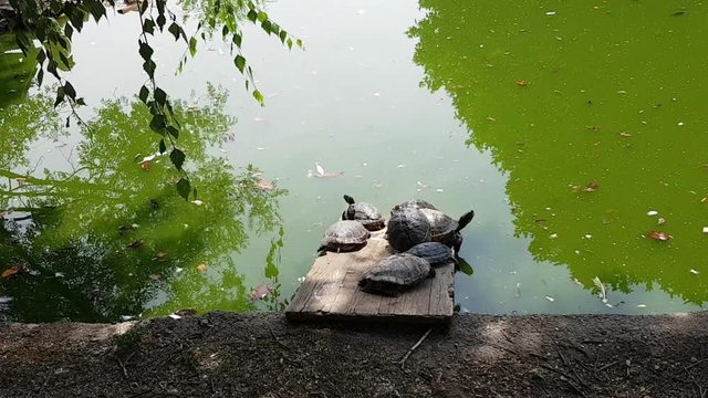 Turtles piled on rock in a pond