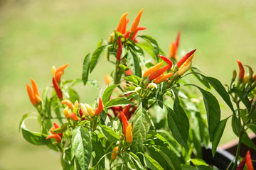 Red and green chili peppers tree growing in vegetable garden