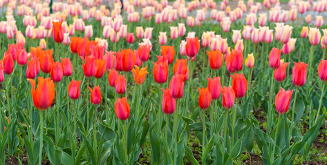 Fototapeta premium Beautiful tulip flowers is a veritable Eden in Indira Gandhi Memorial Tulip Garden Srinagar is Asia’s largest such garden at Srinagar, Jammu and Kashmir, India