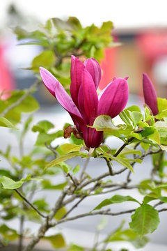 26 Best 紫木蓮の花 Images Stock Photos Vectors Adobe Stock
