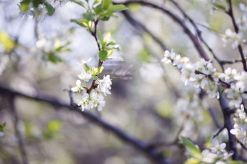 white spring flowers on a tree branch over grey sunny bokeh background close-up