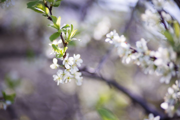 white spring flowers on a tree branch over grey sunny bokeh background close-up