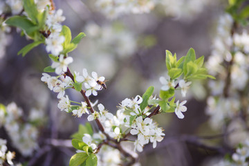 white spring flowers on a tree branch over grey sunny bokeh background close-up
