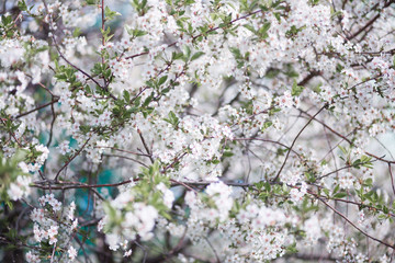 white spring flowers on a tree branch over grey sunny bokeh background close-up