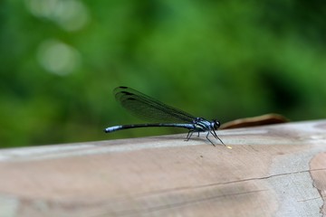 Short-tailed Gossamerwing(Bayadera brevicauda Fraser, 1928)