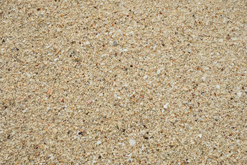 Sand texture background, Small shells Broken coral , natural sand at the beach close up.