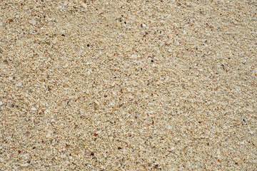 Sand texture background, Small shells Broken coral , natural sand at the beach close up.