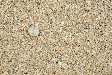 Sand texture background, Small shells Broken coral , natural sand at the beach close up.