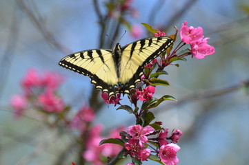 Tiger Swallowtail in the Crabapple Tree