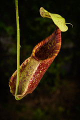 Nepanthes Cup in raining tropical area