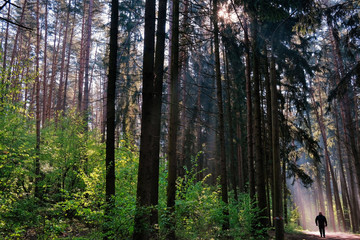 Fototapeta premium Sunlight in the green forest, spring time. Beautiful nature on a foggy morning. Magic fairy forest with mysterious lights. Beautiful spring landscape