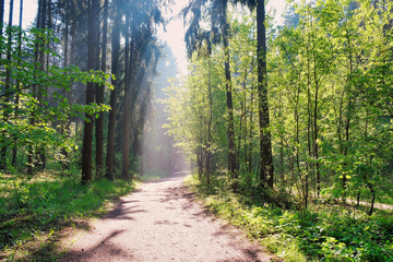 Fototapeta premium Sunlight in the green forest, spring time. Beautiful nature on a foggy morning. Magic fairy forest with mysterious lights. Beautiful spring landscape