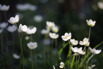 beautiful white flowers grow on grass background, close up