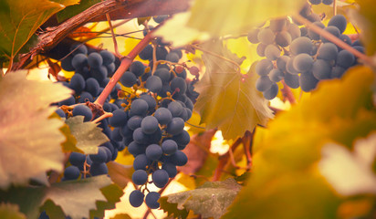 Blue grapes on the vine, wine variety in the vineyard, autumn natural background, selective focus - obrazy, fototapety, plakaty