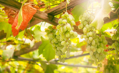 Green grapes on the vine, white wine variety in the vineyard, summer natural background, selective...