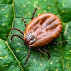 Encephalitis Virus or Lyme Borreliosis Disease or Monkey Fever Infectious Dermacentor Tick Arachnid Parasite Insect on Green Leaf Macro