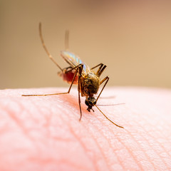 Encephalitis, Yellow Fever, Malaria Disease, Mayaro or Zika Virus Infected Culex Mosquito Parasite Insect Macro