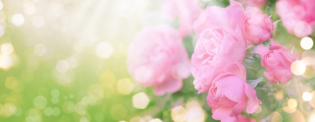 Pink roses on natural green background, summer landscape, banner format - obrazy, fototapety, plakaty