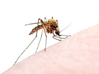 Encephalitis, Yellow Fever, Mayaro, Malaria Disease or Zika Virus Infected Culex Mosquito Parasitic Insect Macro Isolated on White Background