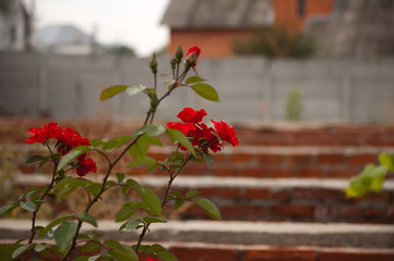 red flowers on wooden background