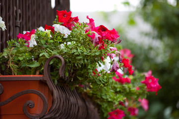 Flowers in the garden