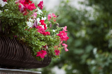 red flowers in the garden