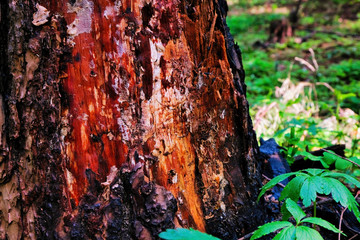 Photo of a picturesque stump in the sunlight in the green forest, spring time. Beautiful nature in the morning in the fog. Magic fairy forest with mysterious lights.