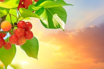 Cherry tree with ripe cherries in the garden