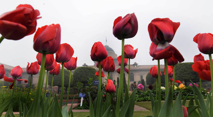 Fully bloomed tulips 