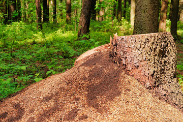 Photo of a picturesque anthill on a stump in the sunlight in the green forest, spring time....