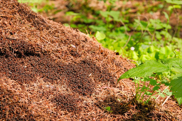 Photo of a picturesque anthill on a stump in the sunlight in the green forest, spring time. Beautiful nature in the morning in the fog. Magic fairy forest with mysterious lights.