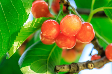 Cherry tree with ripe cherries