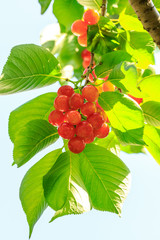 Cherry tree with ripe cherries