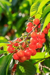 Cherry tree with ripe cherries