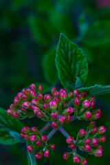 Close up of flower buds in the spring