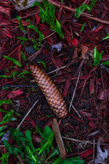 Pine cone lying in wood chips