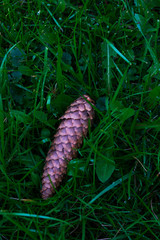 Pine cones lying in green grass