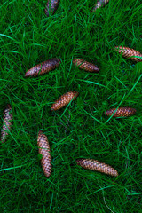 Pine cones lying in green grass