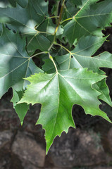 Fototapeta premium Leaf
