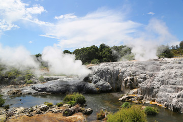 Pohutu Geyser in Te Puia National Park, Rotorua, New Zealand