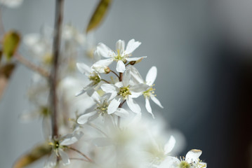 Beautiful white flowers on a young tree in spring