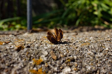 Empty seed pod 