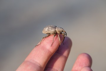 A large weevil in Nara Park, Japan.