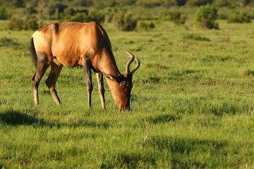 Naklejka na ściany i meble Red Hartebeest grazing on an open southern African plain.