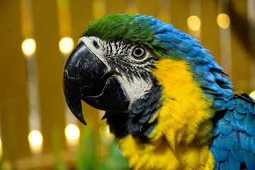 blue and yellow macaw