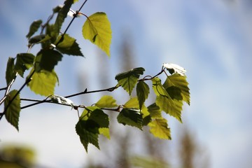 birch branch with leaves, blue sky with white clouds. Spring is the time of flowering 