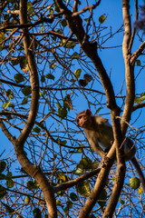 Fototapeta na wymiar monkey on a tree