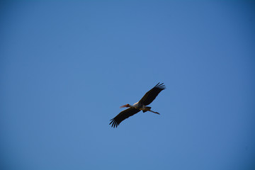 Obraz premium osprey in flight